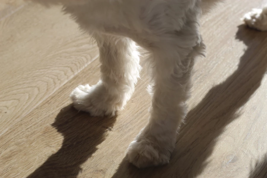 Weißer Hund steht im Gegenlicht auf einem Boden in Eichenoptik (KI-generierte Visualisierung)